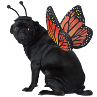 Fantasia De Borboleta Para Animais De Estimação Grande na Amazon