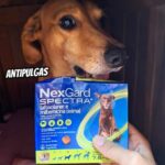 NexGard Spectra Antipulgas e Carrapatos e Vermífugo para Cães de 7,6 a 15kg – 1 tablete na Amazon