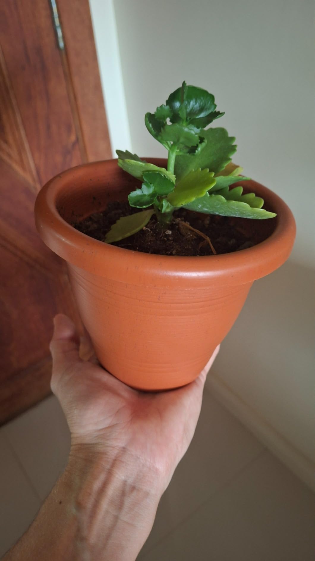 Sanremo – Vaso Redondo Plástico para Jardinagem de 13 cm, Linha Boulevard na Amazon